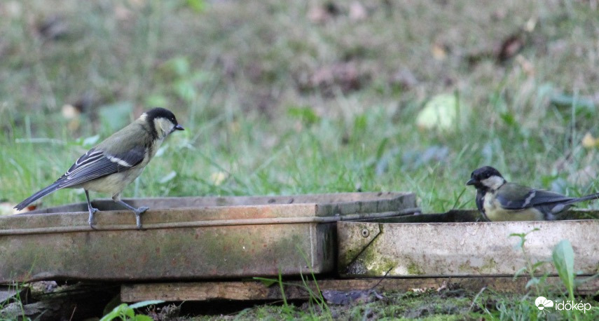 Széncinkék a strandon