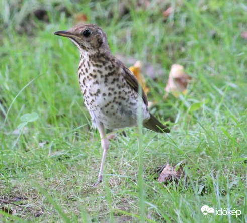 Jó, jó, tudom! Még lábra gyúrnom kell… - énekes rigó