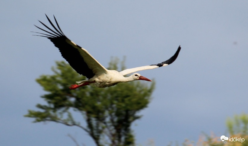 Suhanó fehér gólya