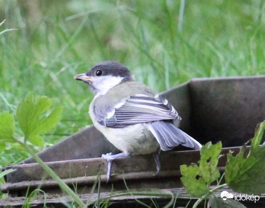 Szomjas mini széncinege