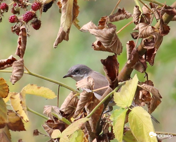 Kis poszáta a szeder között