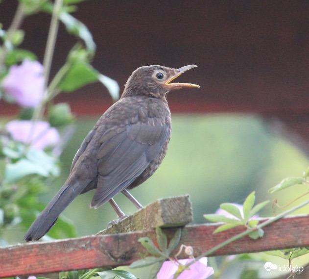 Szőlőlopó - fekete rigó