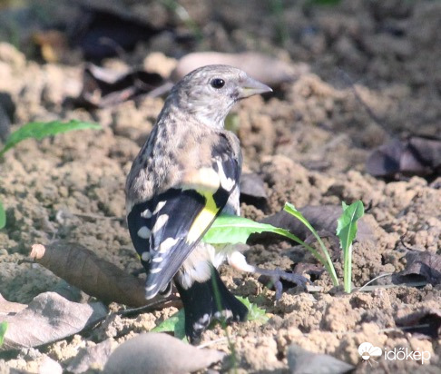 Szépség - fiatal tengelic