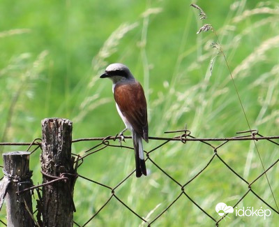 A vadász - tövisszúró gébics hím