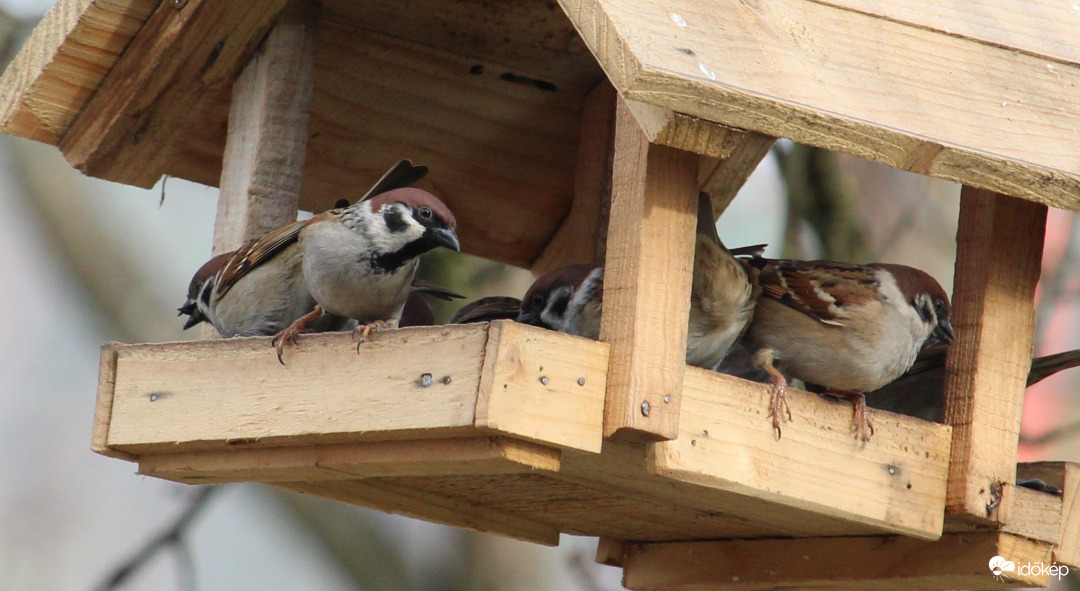 Verébcsapat bevette az etetőt