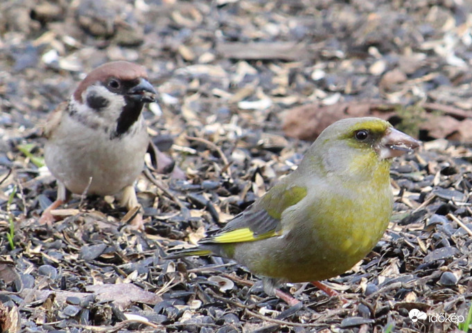Figyu zöldi, ugye, milyen fincsi ez a mag?