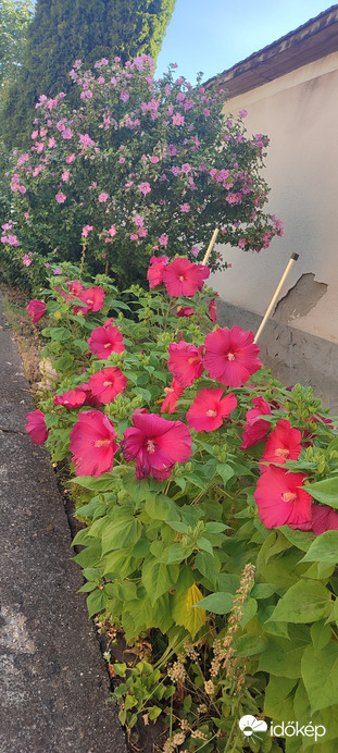 Mocsári hibiszkusz,mályva...