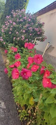 Mocsári hibiszkusz,mályva...