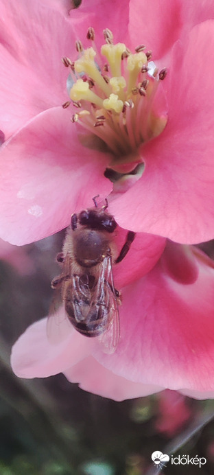 Indul a méz gyűjtés....