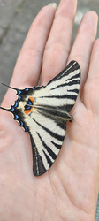 Kardos lepke 