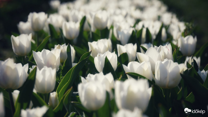 Tulipános