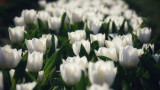Tulipános
