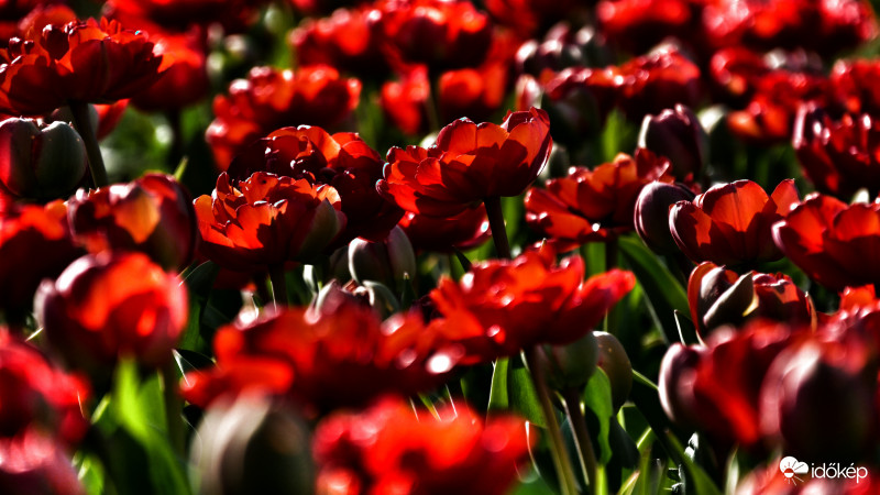 Tulipános 2
