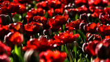 Tulipános 2