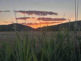 Aranyló naplemente 