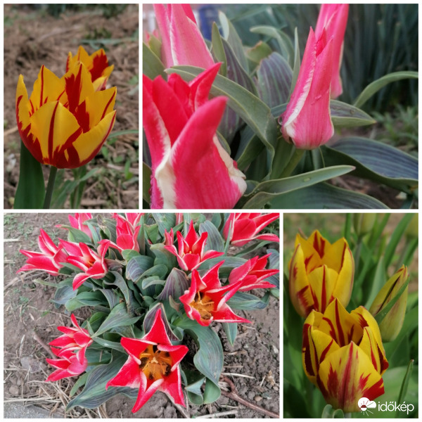 Tulipános jó estét 