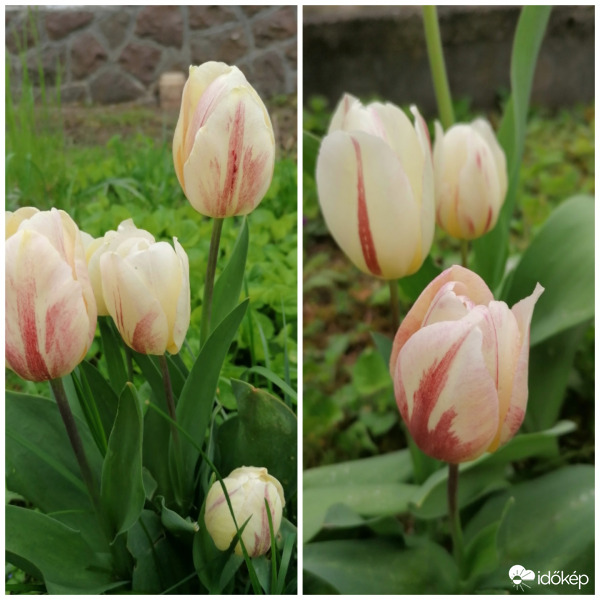 Kései tulipánok. 