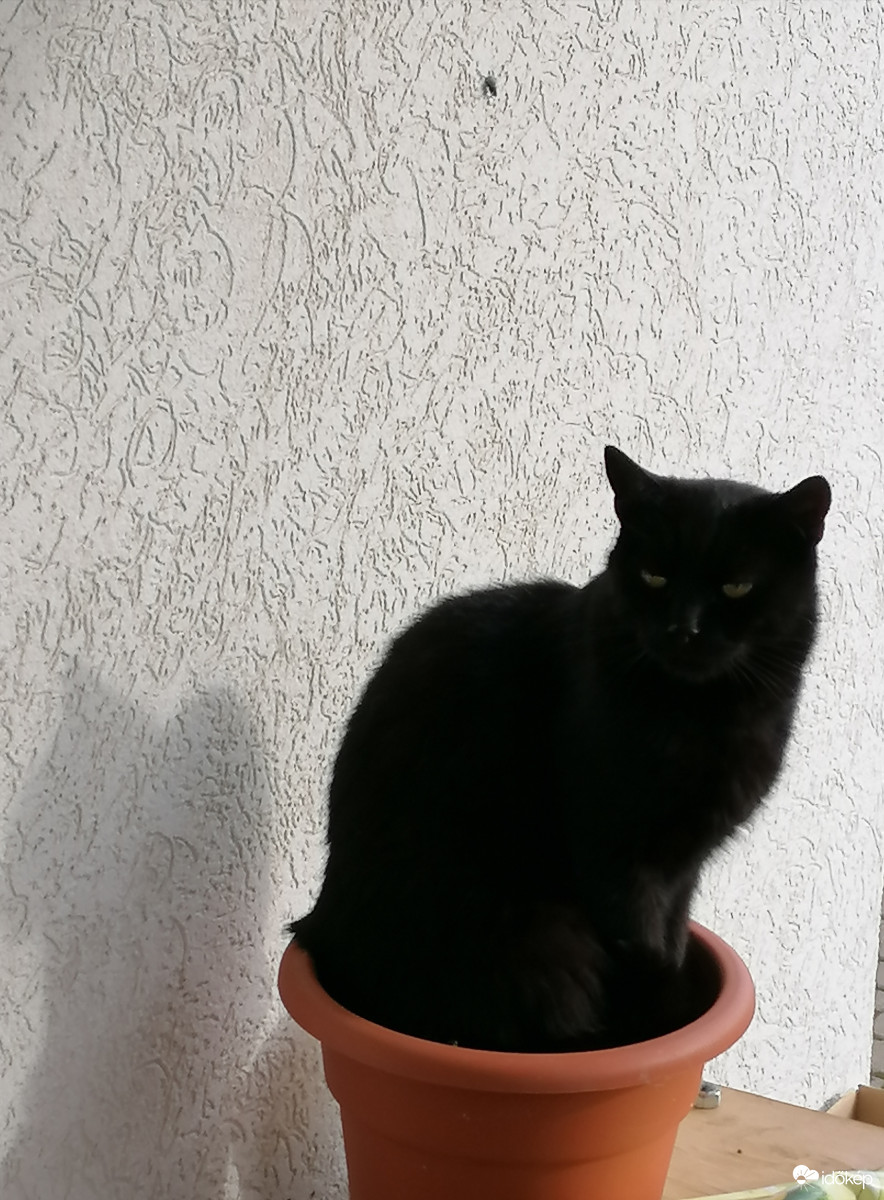 Macska "virág" 