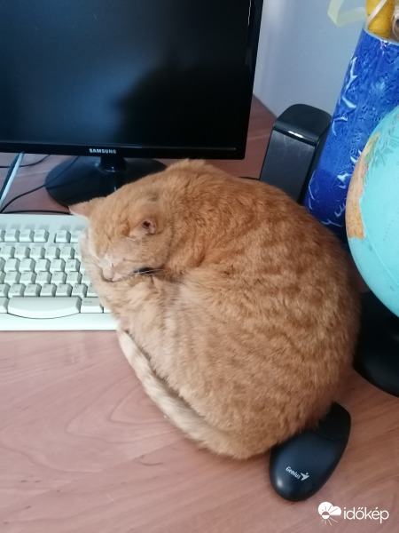 Cyber macska, frissítés alatt 