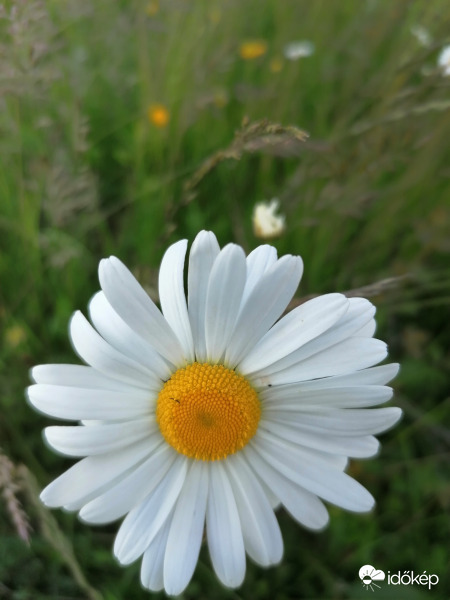 Margaréta 