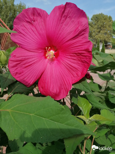 Mocsári hibiszkusz 