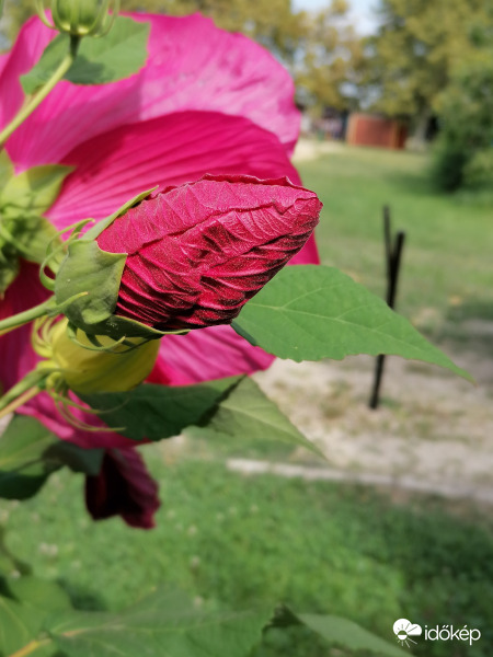 Óriás hibiszkusz bimbó 