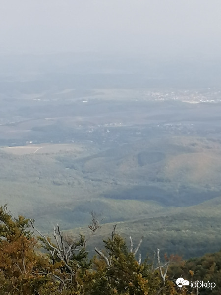 Erdei szivecske 
