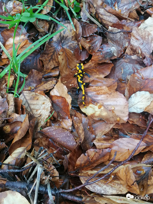 Foltos szalamandra 