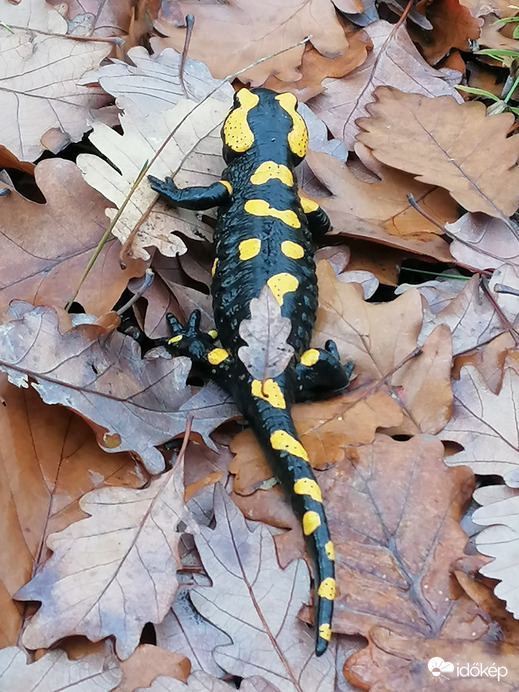 Foltos szalamandra 'álcázva' 