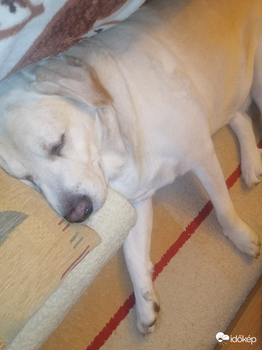 Éberen őrzöm a házat :) 