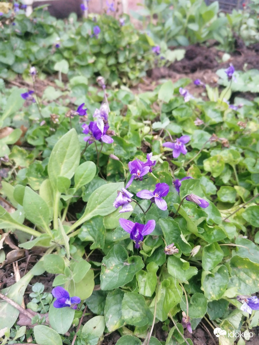 Dacolva az időjárással