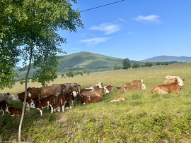 Reggeli csendélet I.