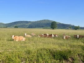 Reggeli csendélet II.
