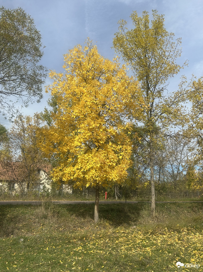 Sárgulok