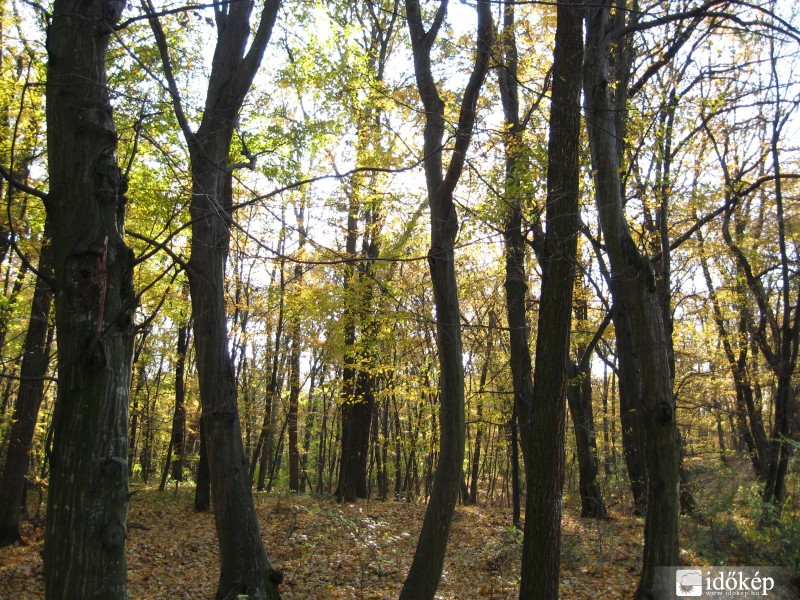 Erdőrészlet