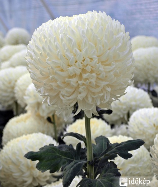 Az emlékezés virága