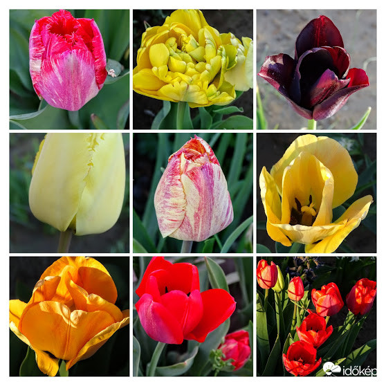 Tulipánmánia.