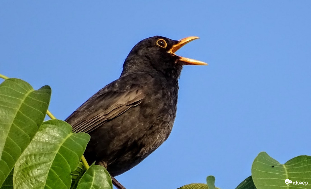 Közhírré tétetik: ma van a Madarak és Fák napja.