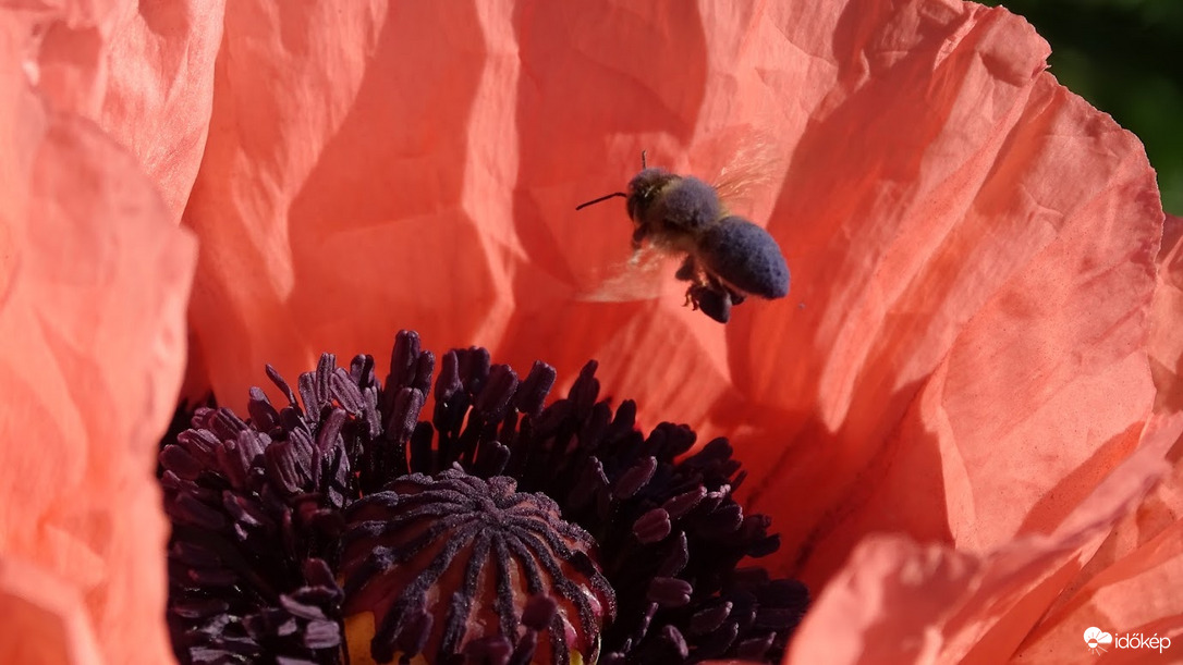 "Mintha csak a kéményben jártam volna",