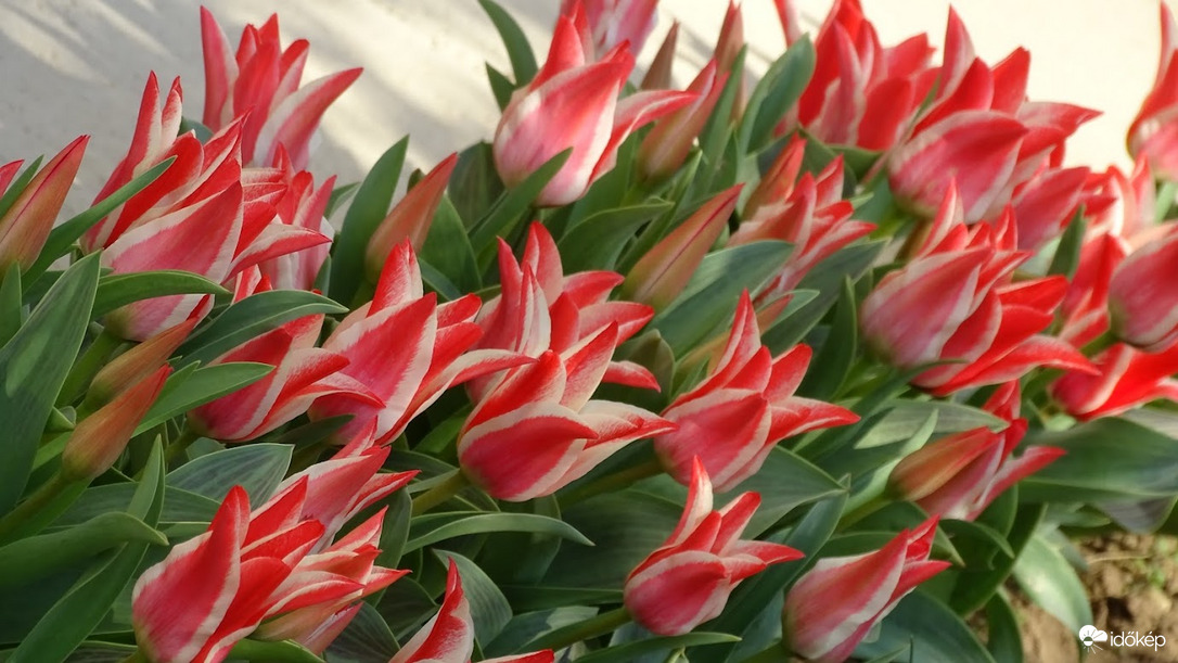Tulipánözön.