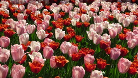 Tulipánözön a Vácrátóti Botanikuskertben.