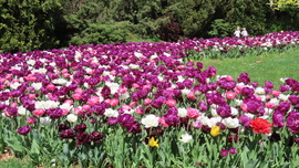 Tulipánözön a Vácrátóti Botanikuskertben.