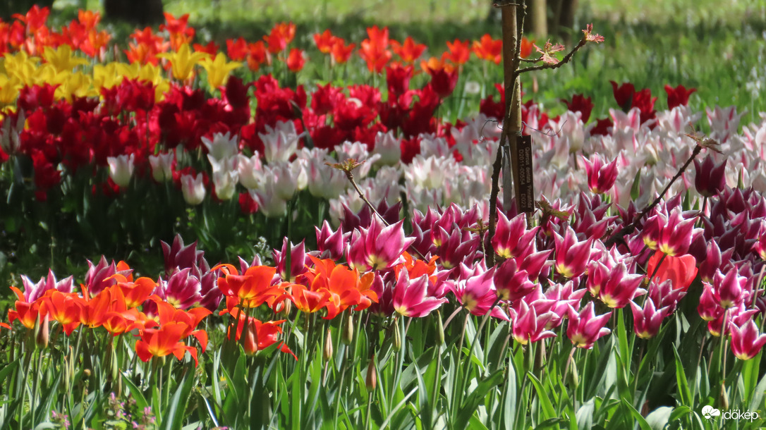 Tulipánözön a Vácrátóti Botanikuskertben.