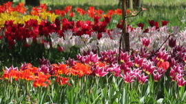 Tulipánözön a Vácrátóti Botanikuskertben.