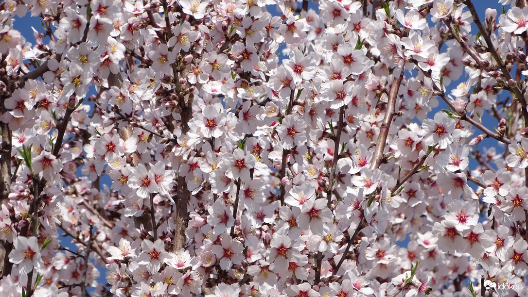 Teljes pompájában.