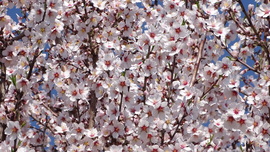 Teljes pompájában.