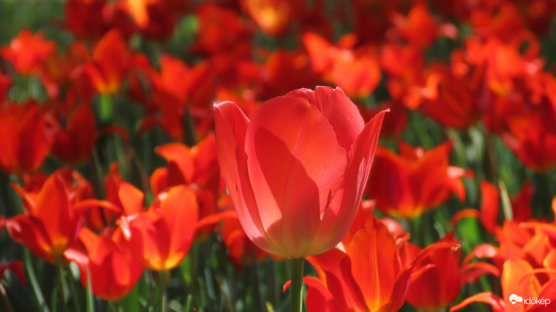 Tulipánözön a Vácrátóti Botanikuskertben.