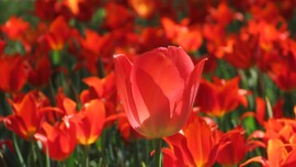 Tulipánözön a Vácrátóti Botanikuskertben.