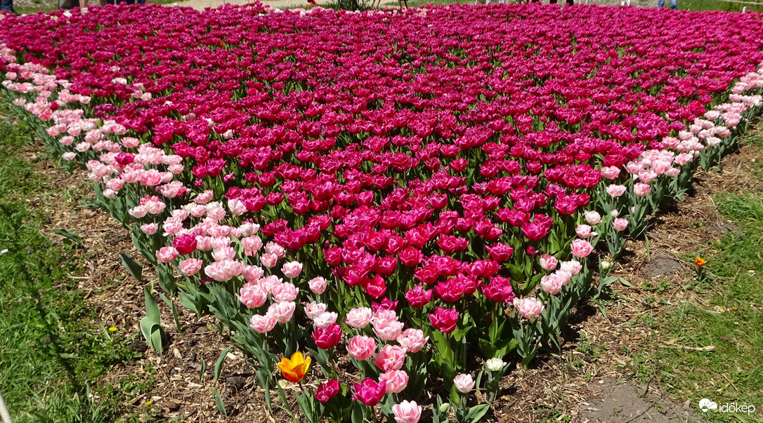 Tulipánözön a Vácrátóti Botanikuskertben.