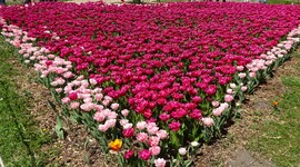 Tulipánözön a Vácrátóti Botanikuskertben.